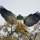 The New Zealand wood pigeon in all its glory.